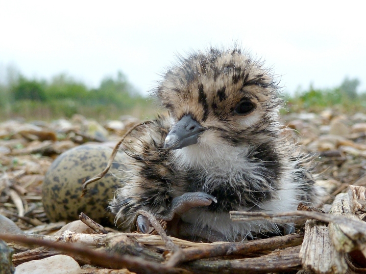 A close up of a lapwing chick. Behind it is an unhatched egg